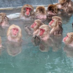 1-Day Private Snow Monkey ZenkoJi Temple & SakeTasting NaganoTour